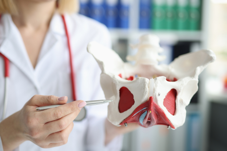 pelvic floor